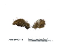 藏品(對葉苔)的圖片